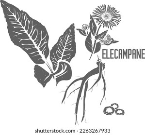 Elecampane leafs and root vector silhouette. Inula helenium medicinal herbal outline. inulae rhizomata et radices silhouette for pharmaceuticals and cooking. A set of Elecampane plant outlines.
