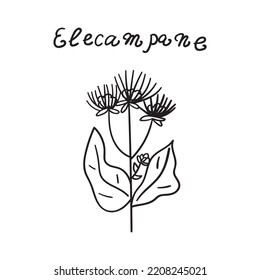 Elecampane. Outline icon. Nature. Vector illustration on white background.