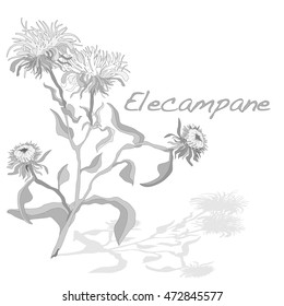 Elecampane vector illustration isolated 