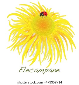 Elecampane vector illustration isolated 