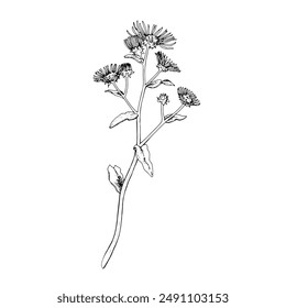 Elecampane Vector outline illustration. Hand drawn graphic clipart of inula flower. Britannica black and white line art. Officinalis herb drawing on transparent background. Medicinal plant sketch