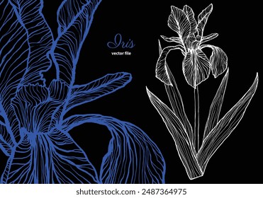 Electric blue iris hand drawn in white and blue on a black background. Ready to be used, the file is easy to be edited. 