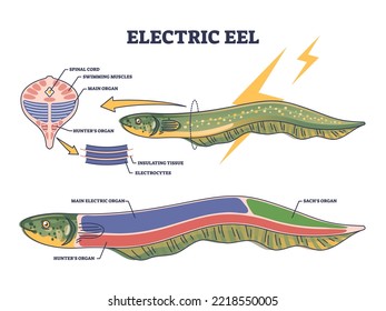 Electric eel anatomy as fish structure with inner organs outline diagram. Labeled educational biological scheme with swimming muscles, insulating tissues and electrocytes location vector illustration.