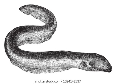 The electric eel, vintage engraved illustration. From Deutch Vogel Teaching in Zoology.
