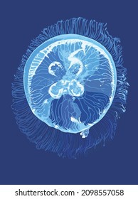 Electric Jellyfish Drawing, Round Jellyfish, Dangeruos, Art.illustration, Vector