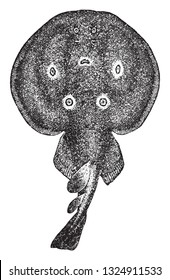 The electric ray, vintage engraved illustration. From Deutch Vogel Teaching in Zoology.
