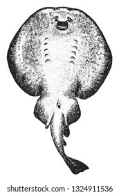 The electric ray, vintage engraved illustration. From Deutch Vogel Teaching in Zoology.
