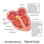 The electrical conducting system of the heart, showing the impulse path from the sino atrial node to the atrioventricular node and the ventricles