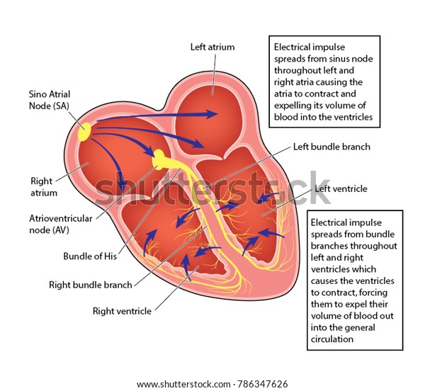 Electrical Conducting System Heart Showing Impulse Stock Vector ...