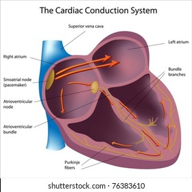 Electrical Pathways Heart Stock Vector (Royalty Free) 76383610 ...