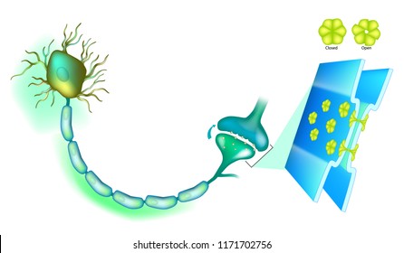 Electrical Synapse. Synaptic Transmission. Structure Of A Typical Chemical Synapse. Neurotransmitter Release Mechanisms