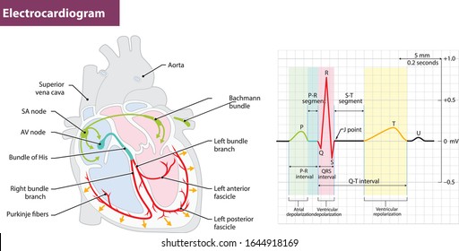 Electrocardiogram Structure of the heart. Heart movement