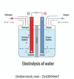 Electrolysis Water Labeled Diagram Show Electrolysis Stock Vector ...