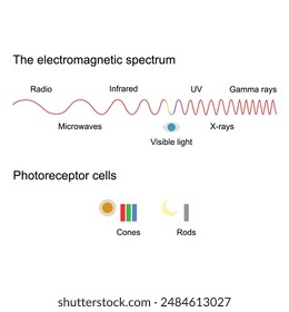 Espectro electromagnético y células fotorreceptoras