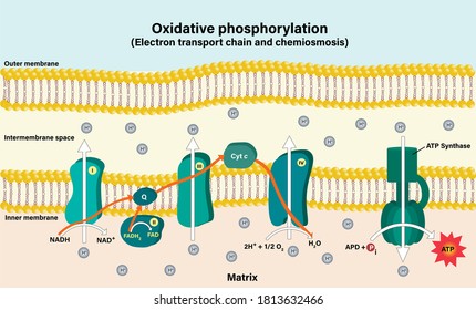 Electron transport chain couples chemiosmosis to ATP synthesis