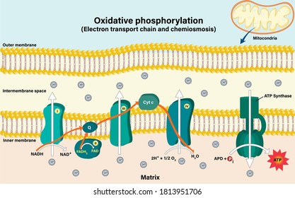 Electron transport chain couples chemiosmosis to ATP synthesis