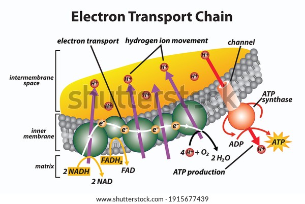 Electron Transport Chain Diagram Drawing Stock Vector (Royalty Free ...