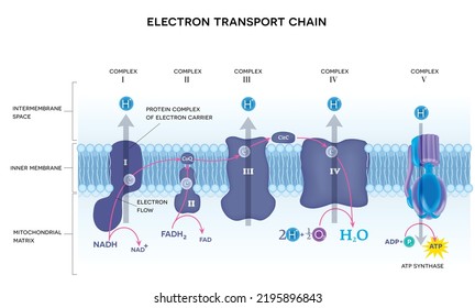 Una cadena de transporte de electrones, fosforilación oxidativa, la etapa final de la respiración celular.  Se produce en la membrana mitocondrial interior.