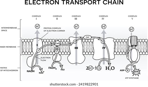 An electron transport chain, Oxidative phosphorylation, the final stage of cellular respiration.  It occurs in the inner mitochondrial membrane in eukaryotes. Black and white illustration