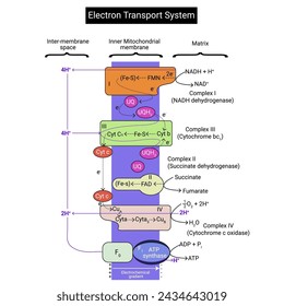 Electron Transport Chain is a series of compounds where it makes use of electrons from electron carrier to develop a chemical gradient