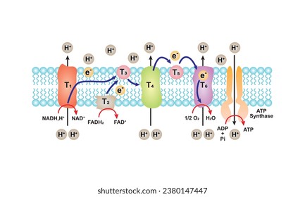 Electron Transport and Oxidative Phosphorylation Scientific Design. Vector Illustration.