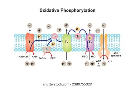 Electron Transport and Oxidative Phosphorylation Scientific Design. Vector Illustration.