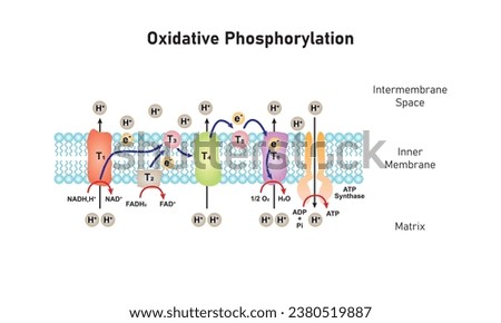 Electron Transport and Oxidative Phosphorylation Scientific Design. Vector Illustration.