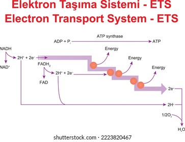 Electron Transport System - ETS, Education illustrator