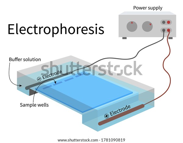 electrophoresis-chamber-power-supply-electrode-submerged-stock-vector