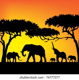elefants