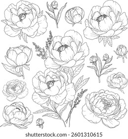 Elegance vector wedding Peonies, line art buds and blossoms, hand drawn, watercolor flowers, isolated elements