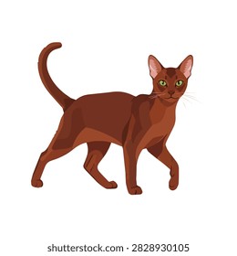 Elegant Abyssinian Cat Vector Illustration Isolated on White Background for Domestic Pet Graphics