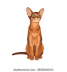 Elegant Abyssinian Cat Vector Illustration Isolated on White Background, Purebred Pedigree Feline