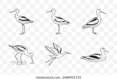 Elegant Avocet Line Art Vector Set for Nature Inspired Designs and Illustrations