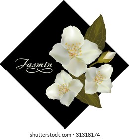 Elegant background with jasmine