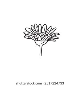 An elegant and beautiful daisy chrysanthemum flower in black isolated on white background. Hand drawn vector sketch illustration in doodle engraved vintage line art style. Coloring book, plant