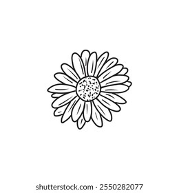 An elegant and beautiful daisy chrysanthemum flower in black isolated on white background. Hand drawn vector sketch illustration in doodle engraved vintage line art style. Coloring book, plant