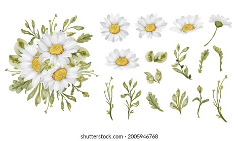 elegant beautiful white daisy flower isolated