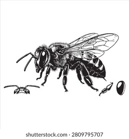 Elegant bee vector drawing showing adult and larval stages.