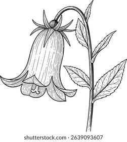 Elegant bellflower botanical line art illustration, perfect for invitations, stationery, or textile design.  Features delicate hand-drawn details and a vintage aesthetic.
