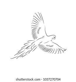 elegant bird logo design template