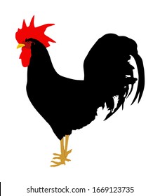 Elegant black Rooster vector illustration isolated on white background. Male chicken organic food. Farm chantry cock. Thailand fighter bird. Organic food symbol.