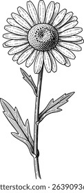 Elegant black and white daisy illustration, perfect for vintage designs, greeting cards, or botanical projects.  Features detailed line art and a clean, simple aesthetic.