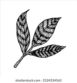 Elegant black and white illustration of detailed leaves with natural contours and veins, perfect for nature-inspired designs, eco-friendly decor, and botanical artwork.