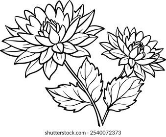 Elegant black and white line art vector illustration of chrysanthemum flowers with detailed petals and leaves, designed for coloring books and relaxation. Perfect for adults and children