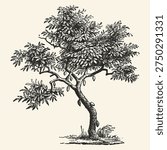 Elegant black and white line drawing of a bonsai tree, showcasing intricate branches and leaves, ideal for minimalist art, nature themes, and decorative designs.