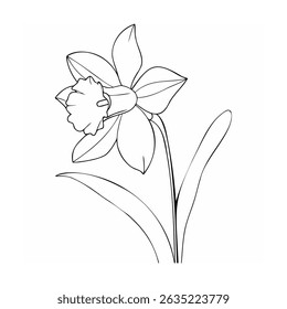 Elegant black and white outline illustration of a blooming daffodil flower with detailed petals