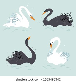 Elegant black and white swans vector illustration