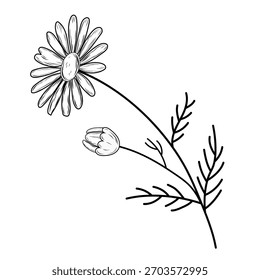 Elegante Ilustración vectorial en blanco y negro de una manzanilla dibujada a mano en un tallo con un brote y hojas tenues, perfecto para estampados o marcas.
