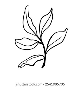 Elegant black and white vector line drawing of a leaf branch ideal for tattoo designs, nature inspired decor, digital artworks, patterns, and creative minimalist projects